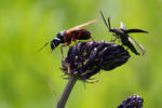 Boreal Carpenter Ant