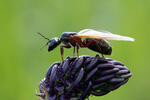 Boreal Carpenter Ant