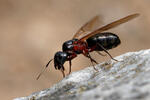 Boreal Carpenter Ant