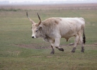 Bos taurus