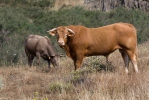 Bos taurus