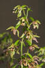 Brede wespenorchis