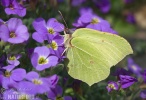 Brimstone butterfly