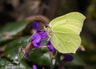 Brimstone butterfly