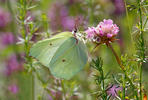 Brimstone butterfly