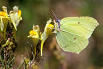 Brimstone butterfly