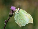 Brimstone butterfly