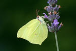 Brimstone butterfly