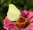 Brimstone butterfly