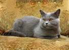 British Blue Cat