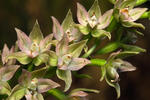 Broad-leaved Helleborine