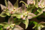 Broad-leaved Helleborine