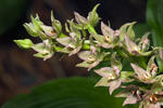 Broad-leaved Helleborine