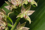 Broad-leaved Helleborine