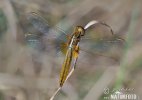 Broad Scarlet Darter