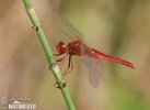 Broad Scarlet Darter