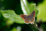 Brown Argus