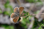 Brown Argus