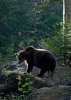 Brown Bear