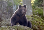 Brown Bear