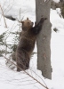 Brown Bear