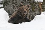 Brown Bear