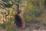 Brown Hare