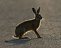 Brown Hare