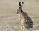 Brown Hare