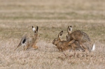 Brown Hare