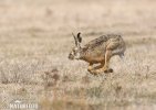 Brown Hare