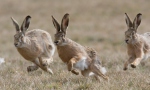 Brown Hare