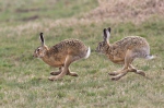 Brown Hare