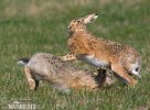 Brown Hare