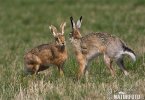 Brown Hare