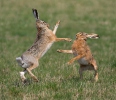 Brown Hare