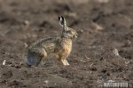 Brown Hare