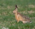 Brown Hare