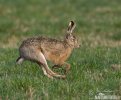 Brown Hare