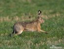 Brown Hare