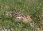 Brown Hare