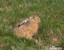 Brown Hare