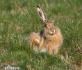 Brown Hare