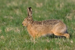 Brown Hare