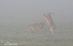 Brown Hare