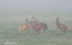 Brown Hare