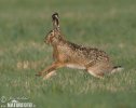 Brown Hare