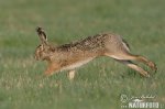 Brown Hare