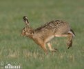 Brown Hare