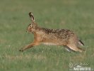 Brown Hare